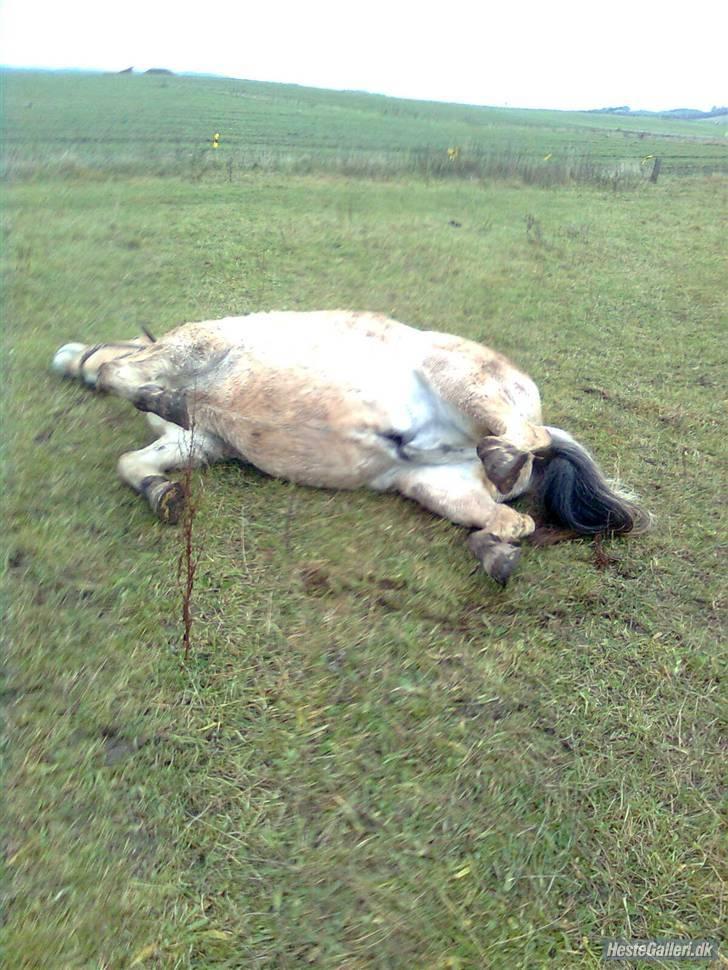 Fjordhest Spøjs |my angle| - dæk, dæk :3 foo: charlotte billede 10