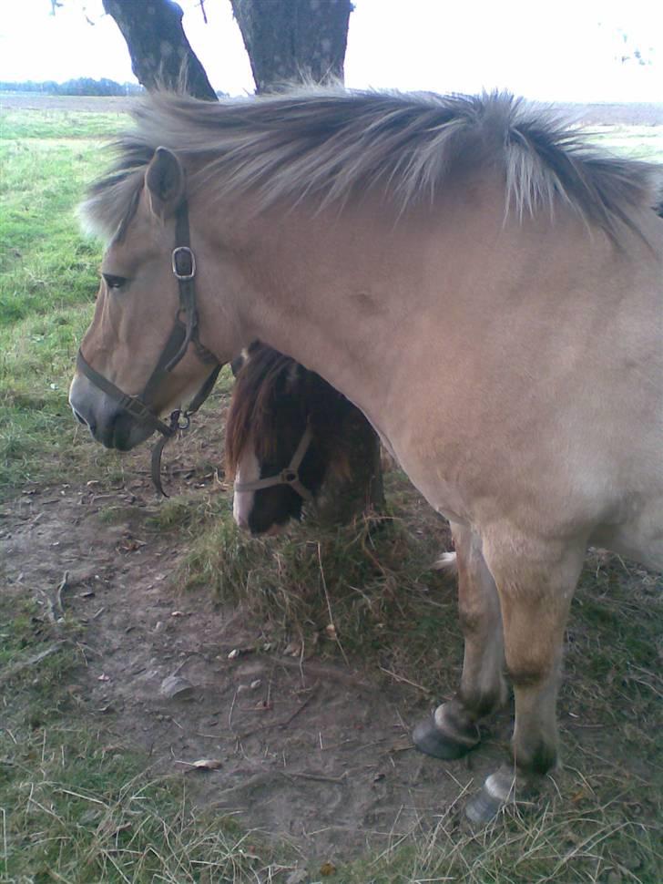 Fjordhest Spøjs |my angle| - det dumme føl hvis navn jeg ikke kan huske hvordan man staver er nok lidt provkerene xD foto: mig billede 11
