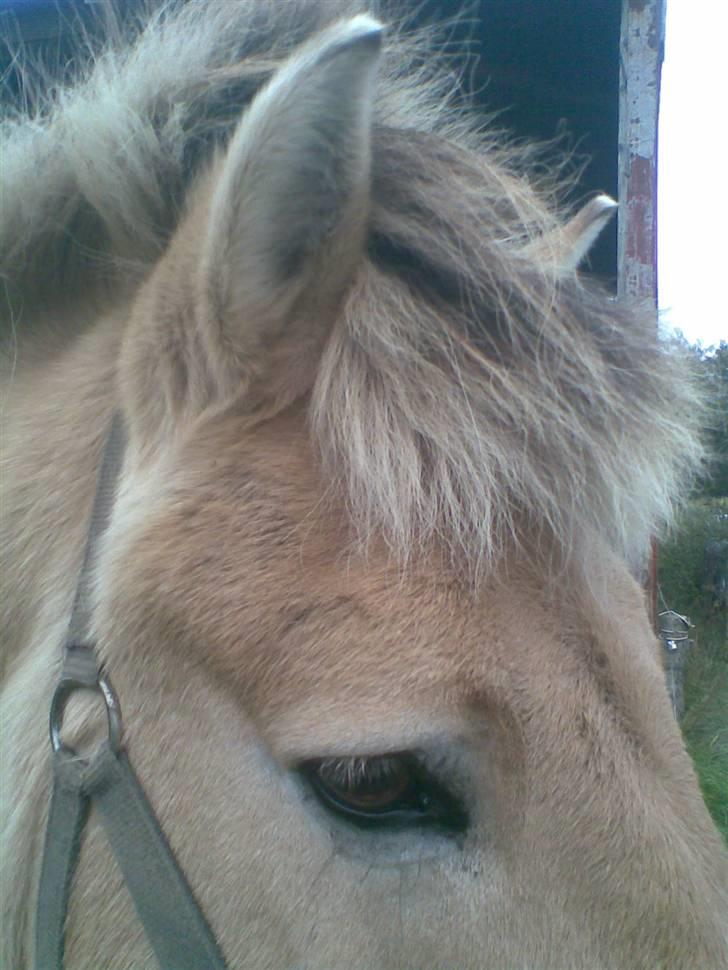 Fjordhest Spøjs |my angle| - smukke øjne! og øre xD heh foto: mig billede 12
