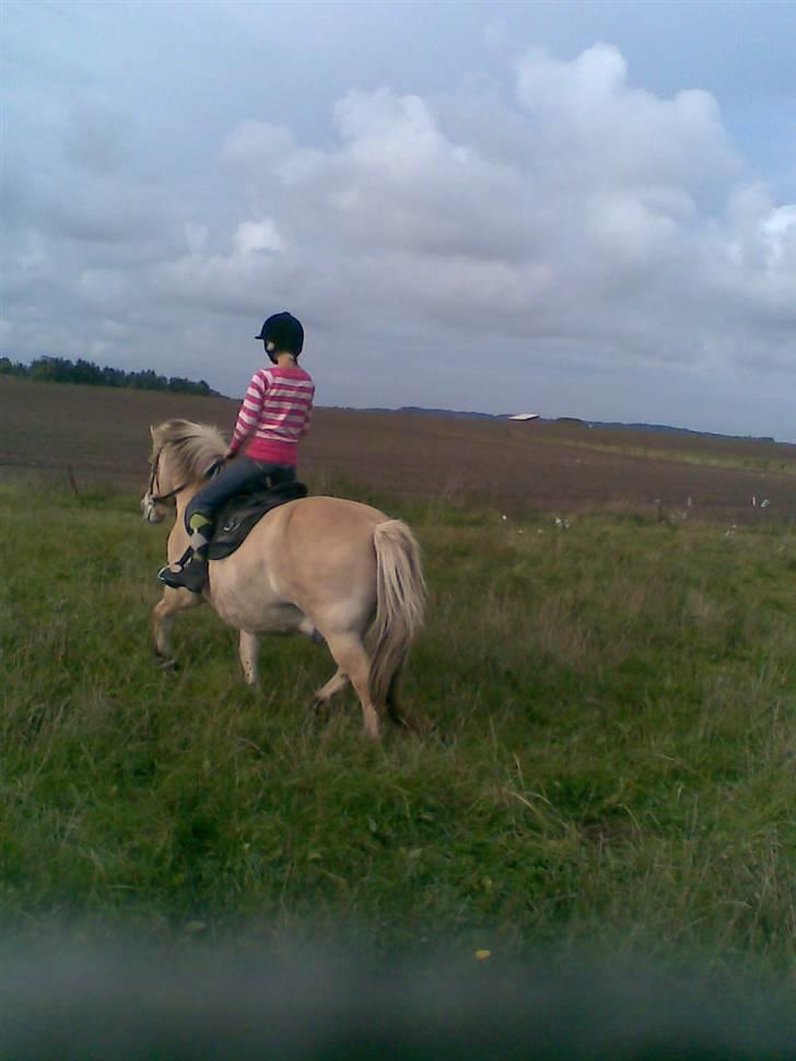 Fjordhest Spøjs |my angle| - rider på en træt dreng xD foto: charlotte billede 13