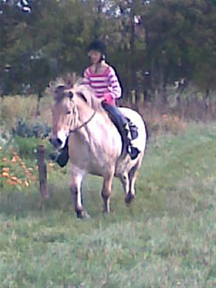 Fjordhest Spøjs |my angle| - han er nok lidt tyk hva ?? ´´ foto: charlotte billede 14