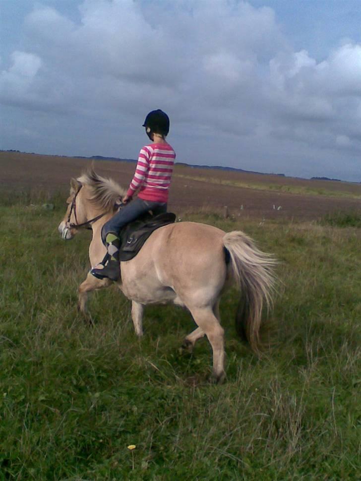Fjordhest Spøjs |my angle| - mine bøjler er alt for korte xD foto:Charlotte billede 15