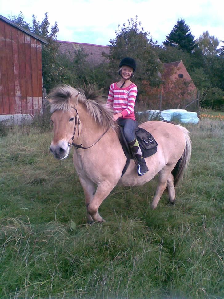 Fjordhest Spøjs |my angle| - det bedste ride billede jeg har!! foto: Charlotte billede 16