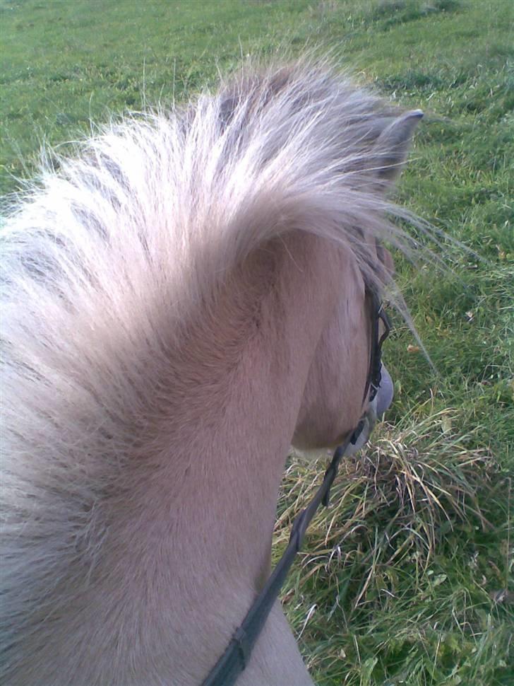 Fjordhest Spøjs |my angle| - nurh se ham lige xD foto: mig billede 17