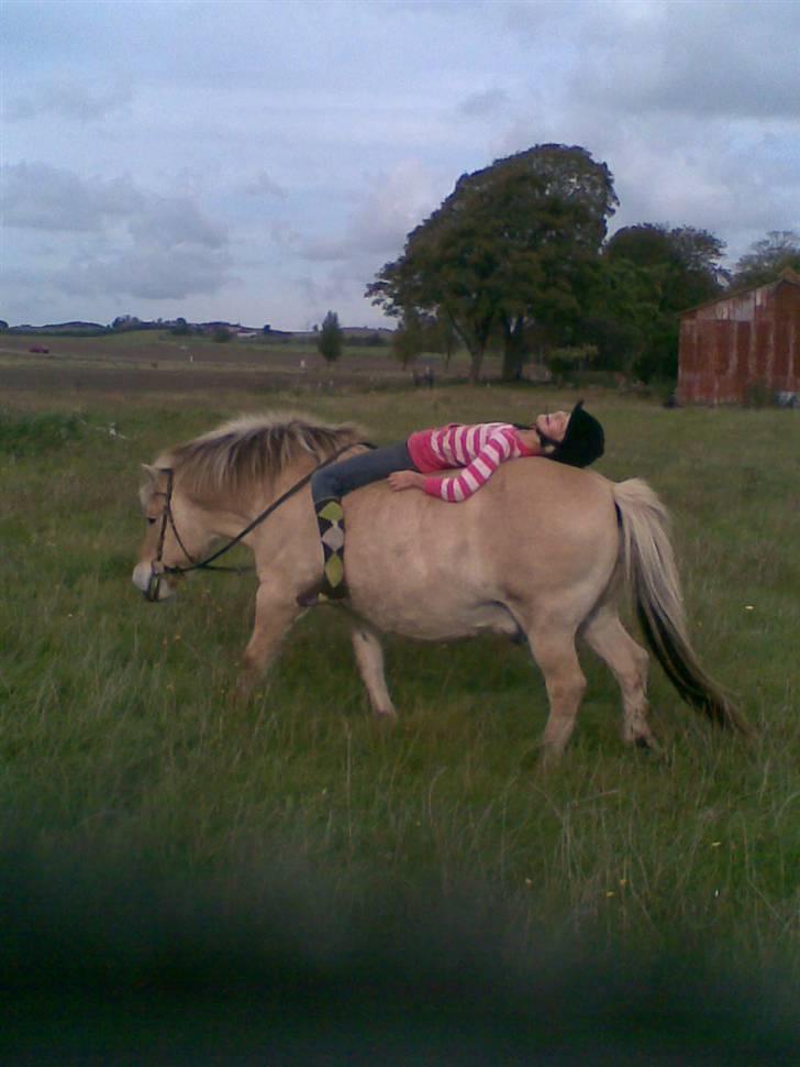 Fjordhest Spøjs |my angle| - heh han er ikk krydskiller xD foto: Charlotte billede 18