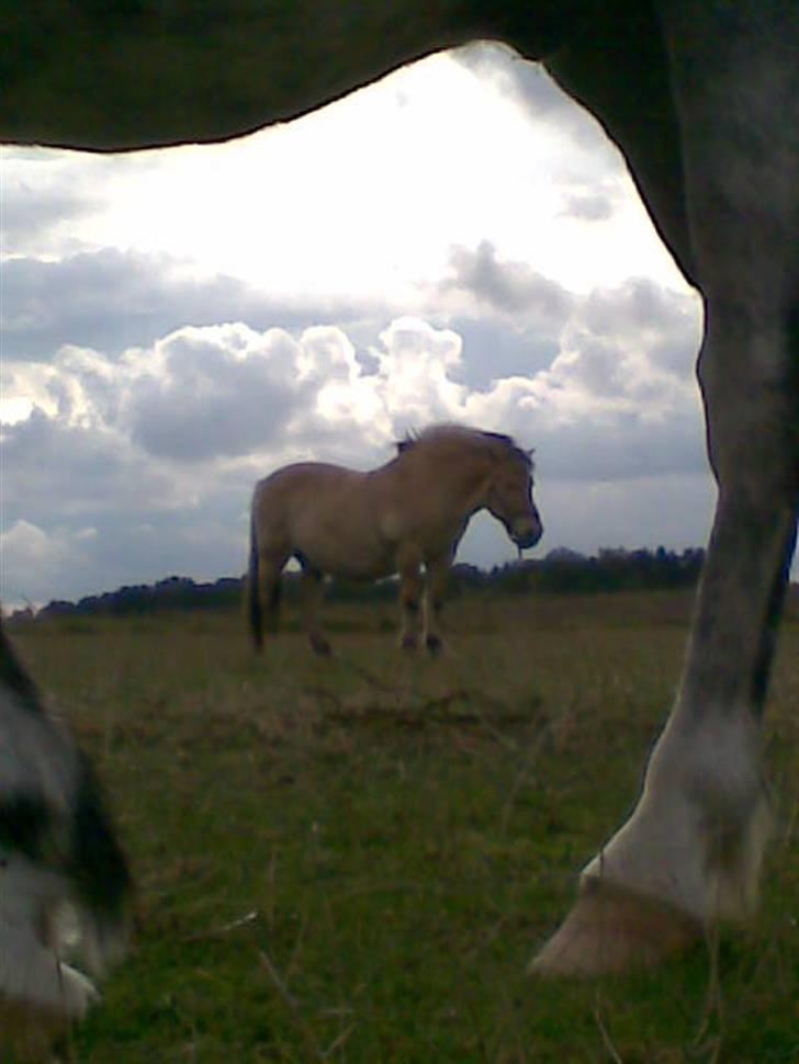 Fjordhest Spøjs |my angle| - smukt lige efter vi var ude og springe xD foto: mig billede 19