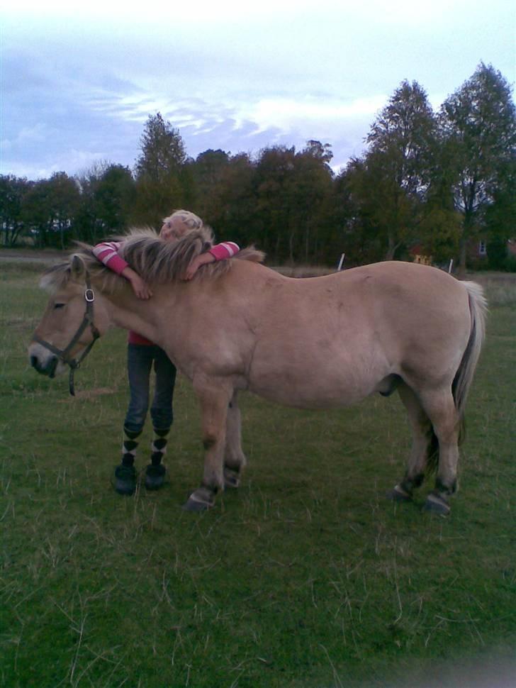 Fjordhest Spøjs |my angle| - nurh vi har bare et unikt bånd !!! foto: charlotte billede 20