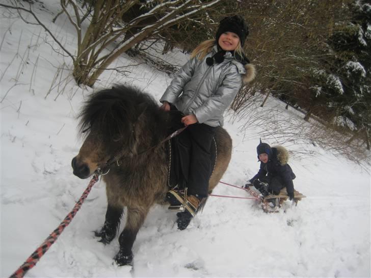 Shetlænder bakkegårdens Humle billede 7