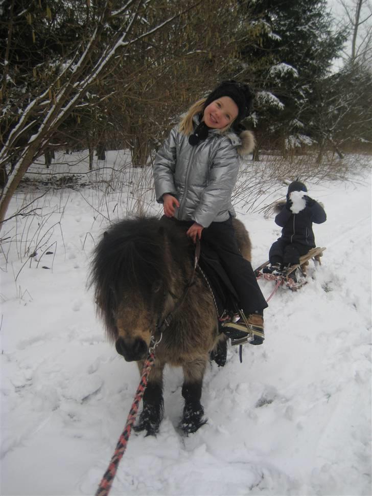 Shetlænder bakkegårdens Humle billede 8