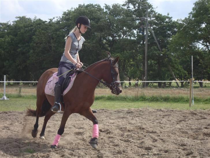 DSP Holstegaards Donna-Bell<3 billede 7