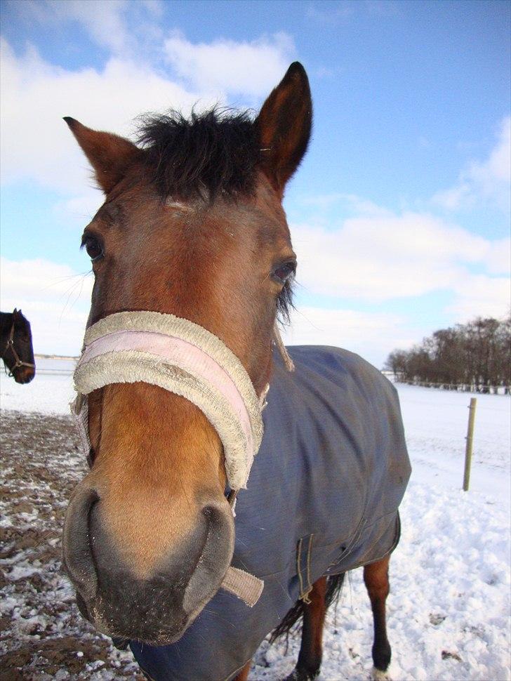 DSP Holstegaards Donna-Bell<3 billede 10