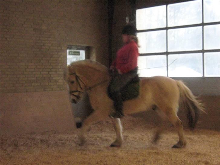 Fjordhest Rasull Nordly solgt billede 7