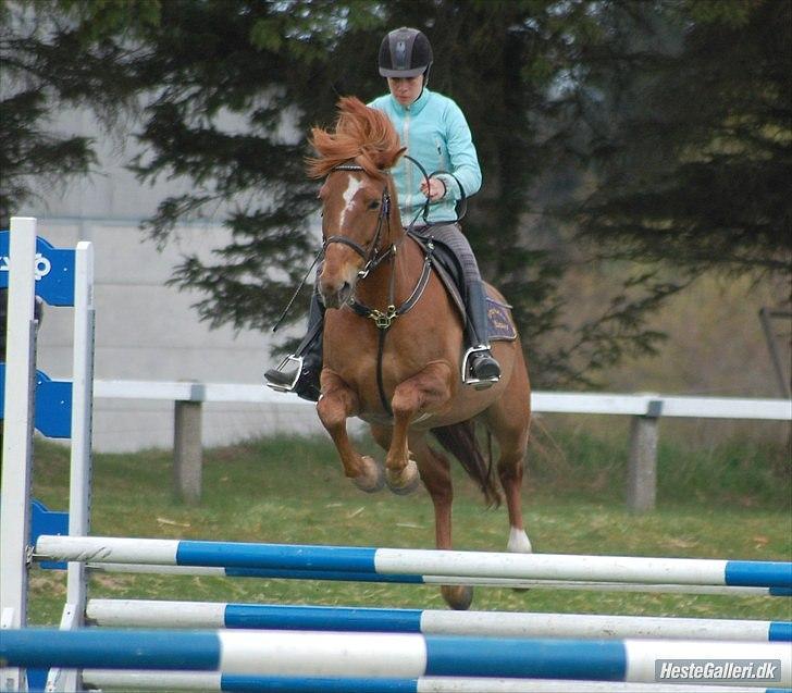 Anden særlig race Freja - træningsstævne for laaaaang tid siden..<3 Foto Annika L billede 2