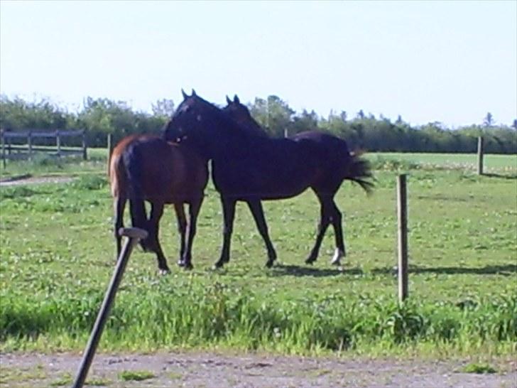 Trakehner Rythuna billede 7