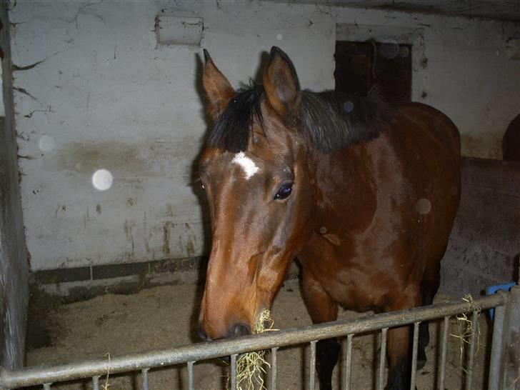 Trakehner Rythuna billede 8