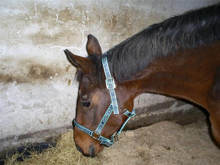 Trakehner Rythuna billede 9