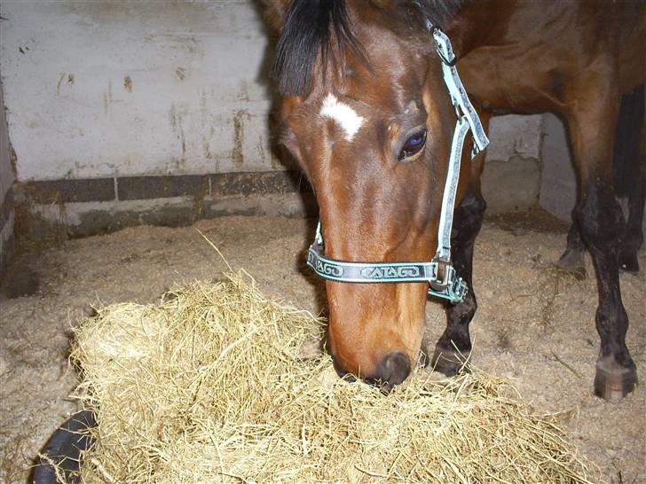 Trakehner Rythuna billede 10