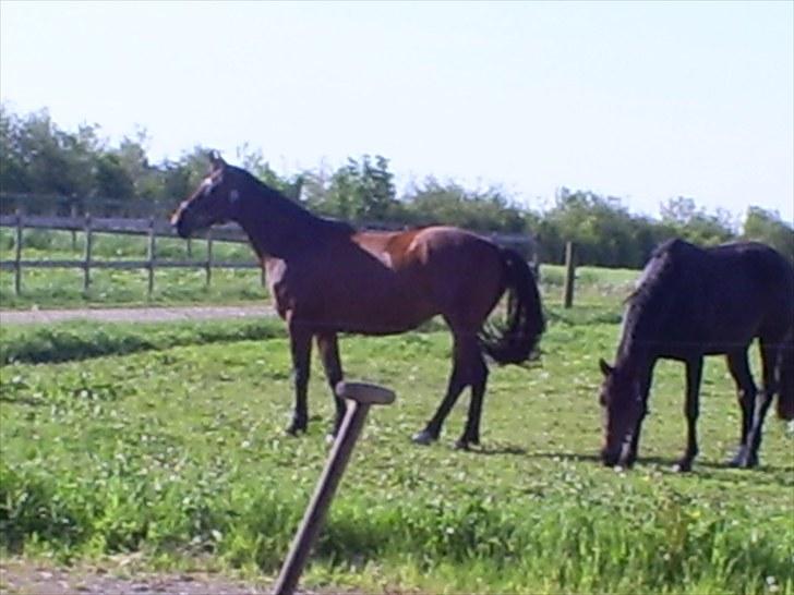 Trakehner Rythuna billede 11