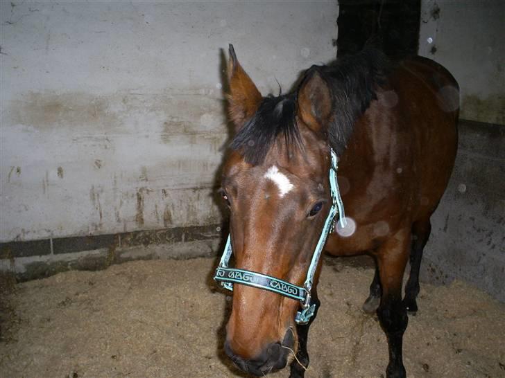 Trakehner Rythuna billede 12