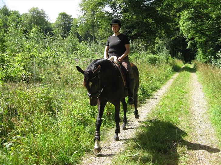 Dansk Varmblod Miss Light billede 4