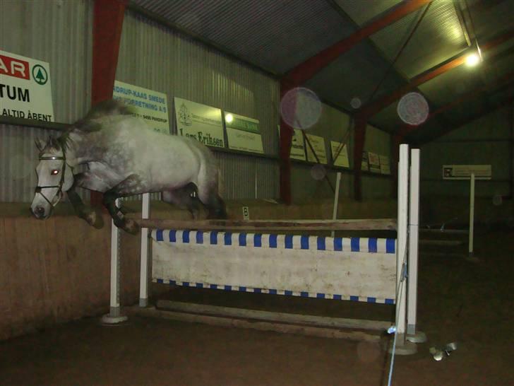 Tysk Oldenburger Silverstone billede 8