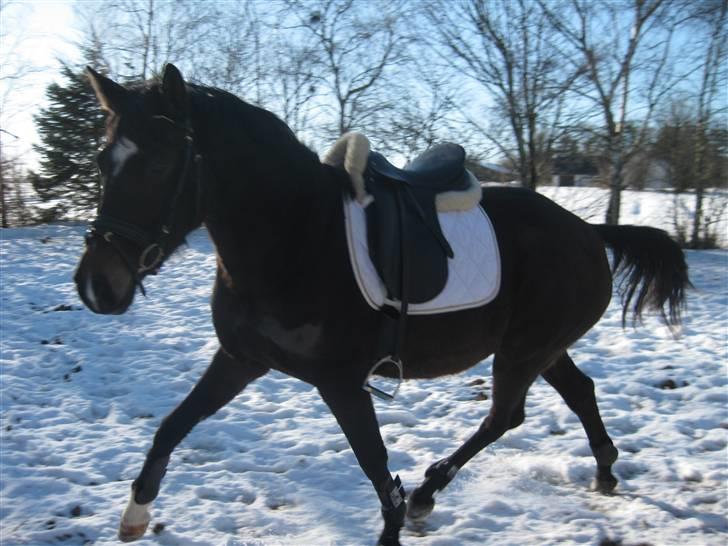 Dansk Varmblod Miss Light billede 5