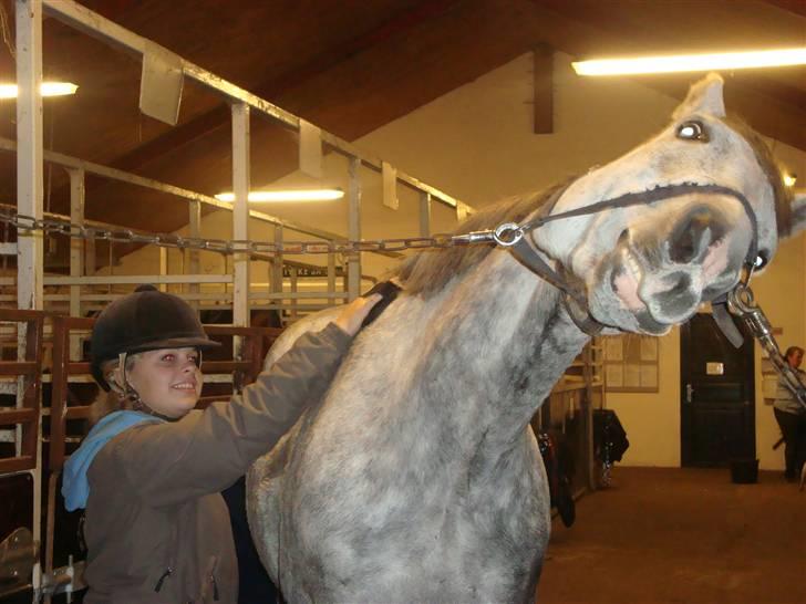 Tysk Oldenburger Silverstone billede 9