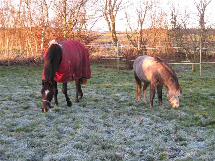 Dansk Varmblod Miss Light - miss og deus billede 8