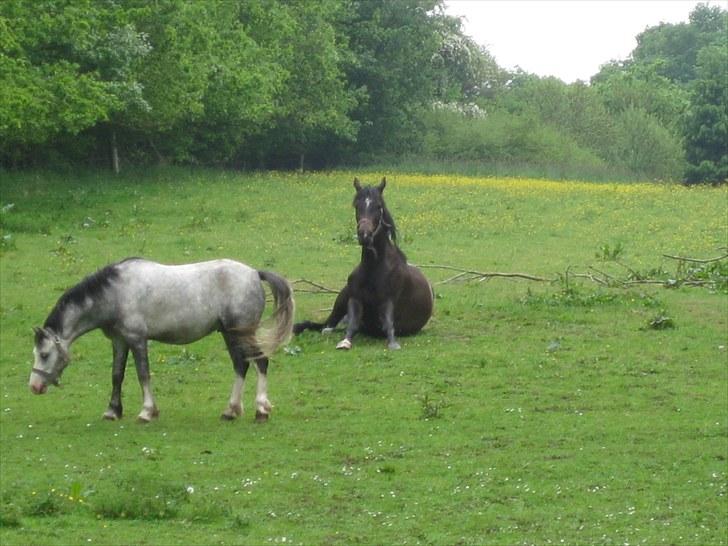 Dansk Varmblod Miss Light - miss og deus billede 9