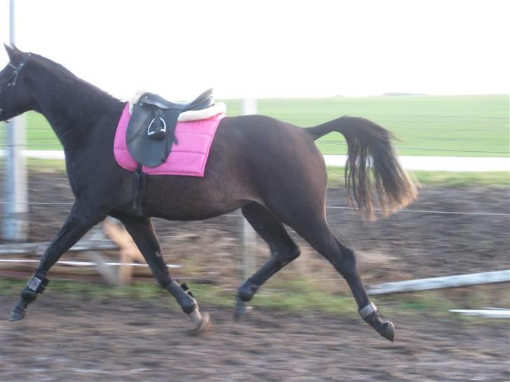 Dansk Varmblod Miss Light - 1 gang med sadel billede 10