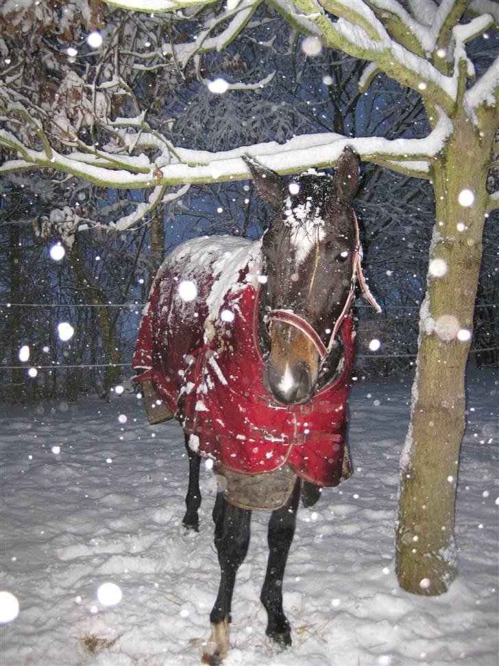 Dansk Varmblod Miss Light billede 11