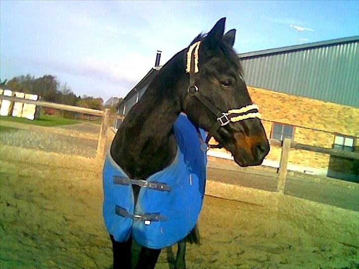 Traver Cyrano "Himmelhest" - Foto: Miig billede 6