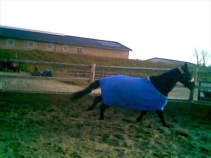 Traver Cyrano "Himmelhest" - Højre galop.. Den er bare blevet såå fin <33 
Foto: Miig billede 7