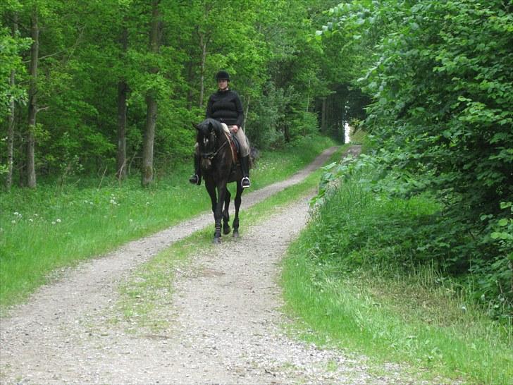 Dansk Varmblod Miss Light billede 13