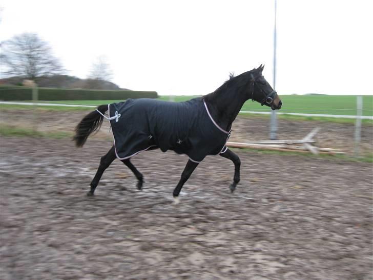 Dansk Varmblod Miss Light billede 14