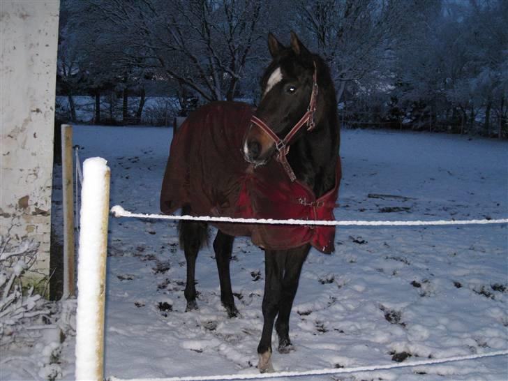 Dansk Varmblod Miss Light billede 16