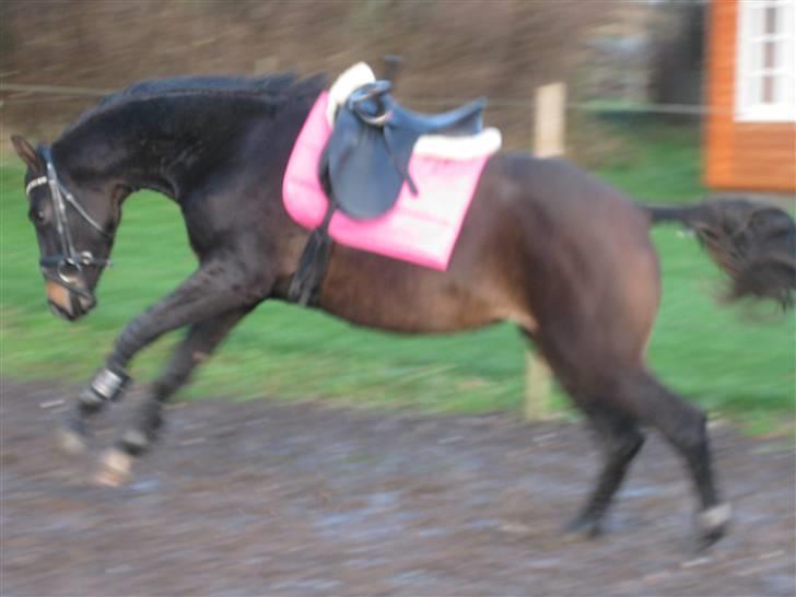 Dansk Varmblod Miss Light - 1 gang med sadel billede 17