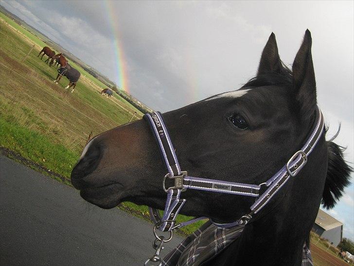 Dansk Varmblod Miss Light - vi fangede lige 2 regnbuer :) billede 18