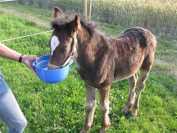 Anden særlig race  *bellami* - bella for mælk..  billede 5