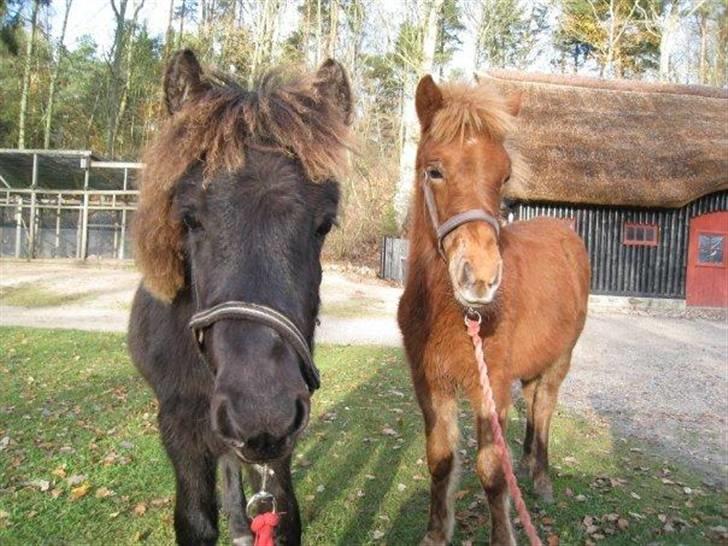 Islænder Perla fra Villaknot - Perla fra Villaknot og Týra fra Lykkegården billede 17