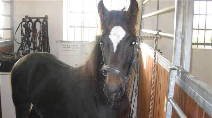 Anden særlig race  *bellami* - bella som har tabt al sin føl pels billede 7