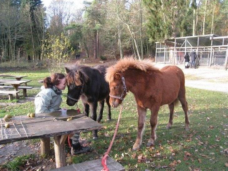 Islænder Perla fra Villaknot - På tur med Týra billede 18
