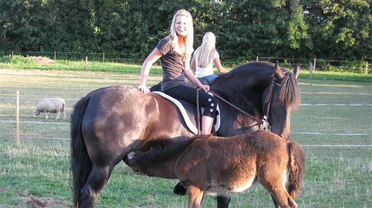 Anden særlig race  *bellami* billede 9