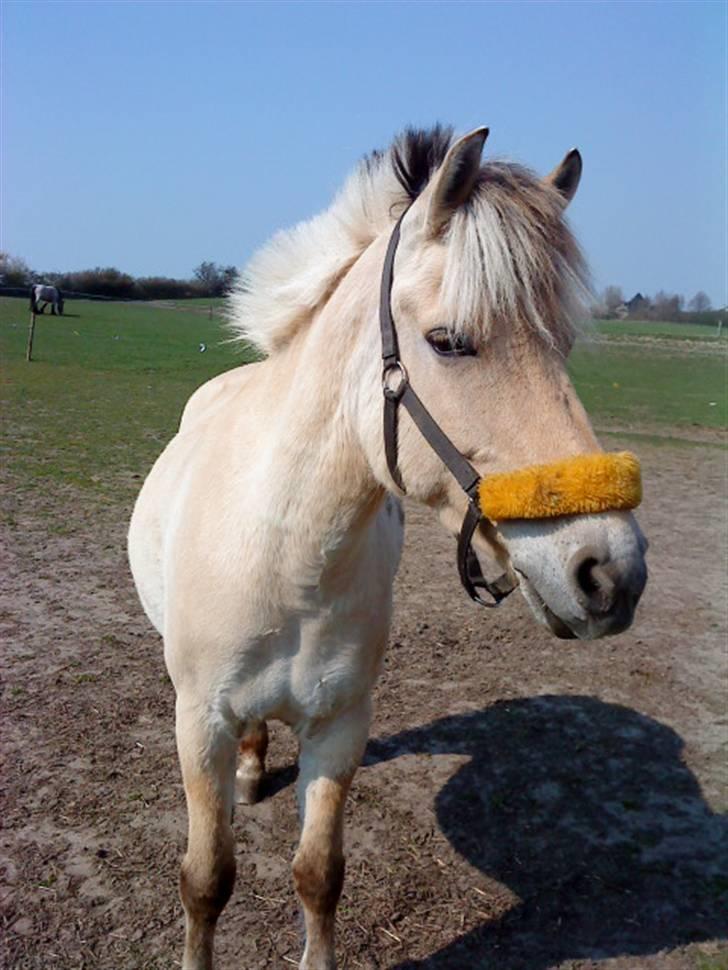 Fjordhest Lucca *søsters*  billede 12
