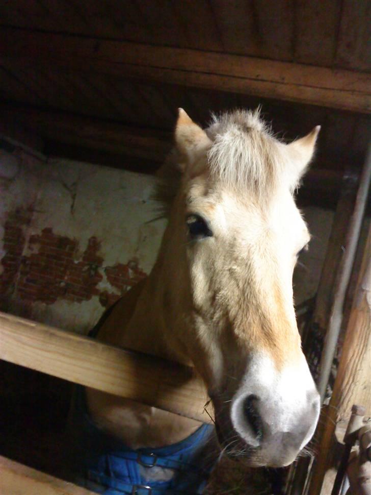 Fjordhest Lucca *søsters*  billede 13