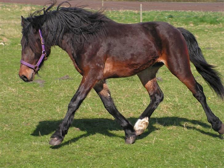 Welsh Cob (sec D) Alettico (Letti) - Alettico i fri trav - 2 år i jylland billede 5