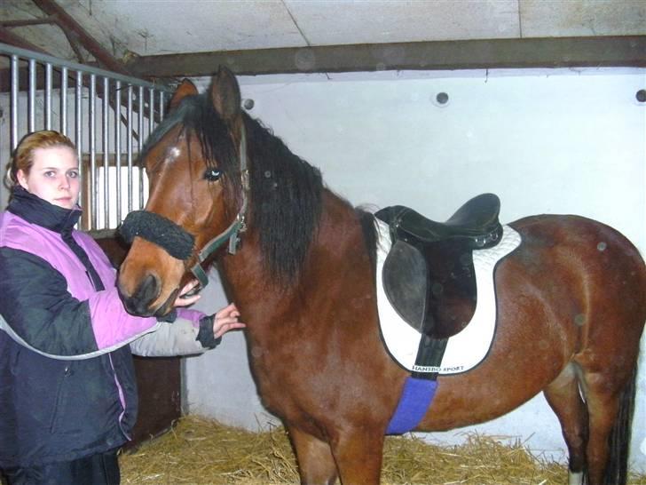 Anden særlig race Sperlings Amber - Amber med sadel på :) (Tøsens, hendes mor, sadel) Nov. 09 billede 13