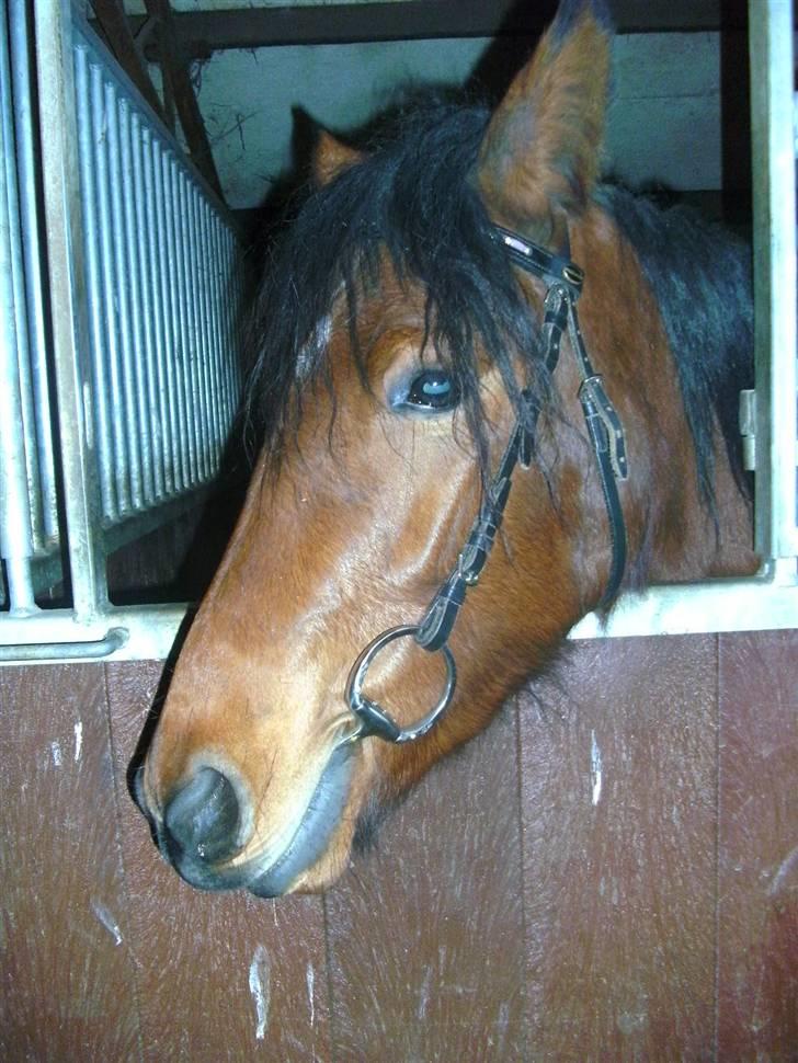 Anden særlig race Sperlings Amber - Amber med bid i munden :) Helt nyt tre-delt muffebid med bling bling sten :P Nov. 09 billede 15