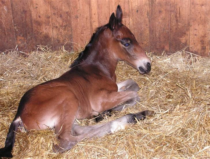Welsh Cob (sec D) Alettico (Letti) - Alettico nyfødt billede 3