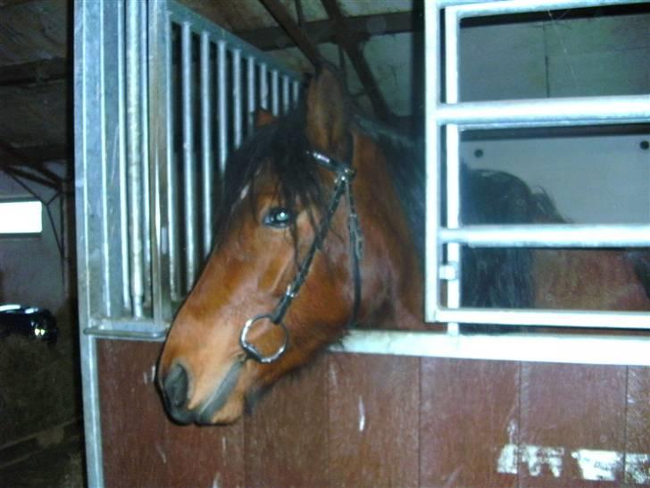 Anden særlig race Sperlings Amber - Dygtig pige :) Jeg er så stolt af hende... Nov. 09 billede 16